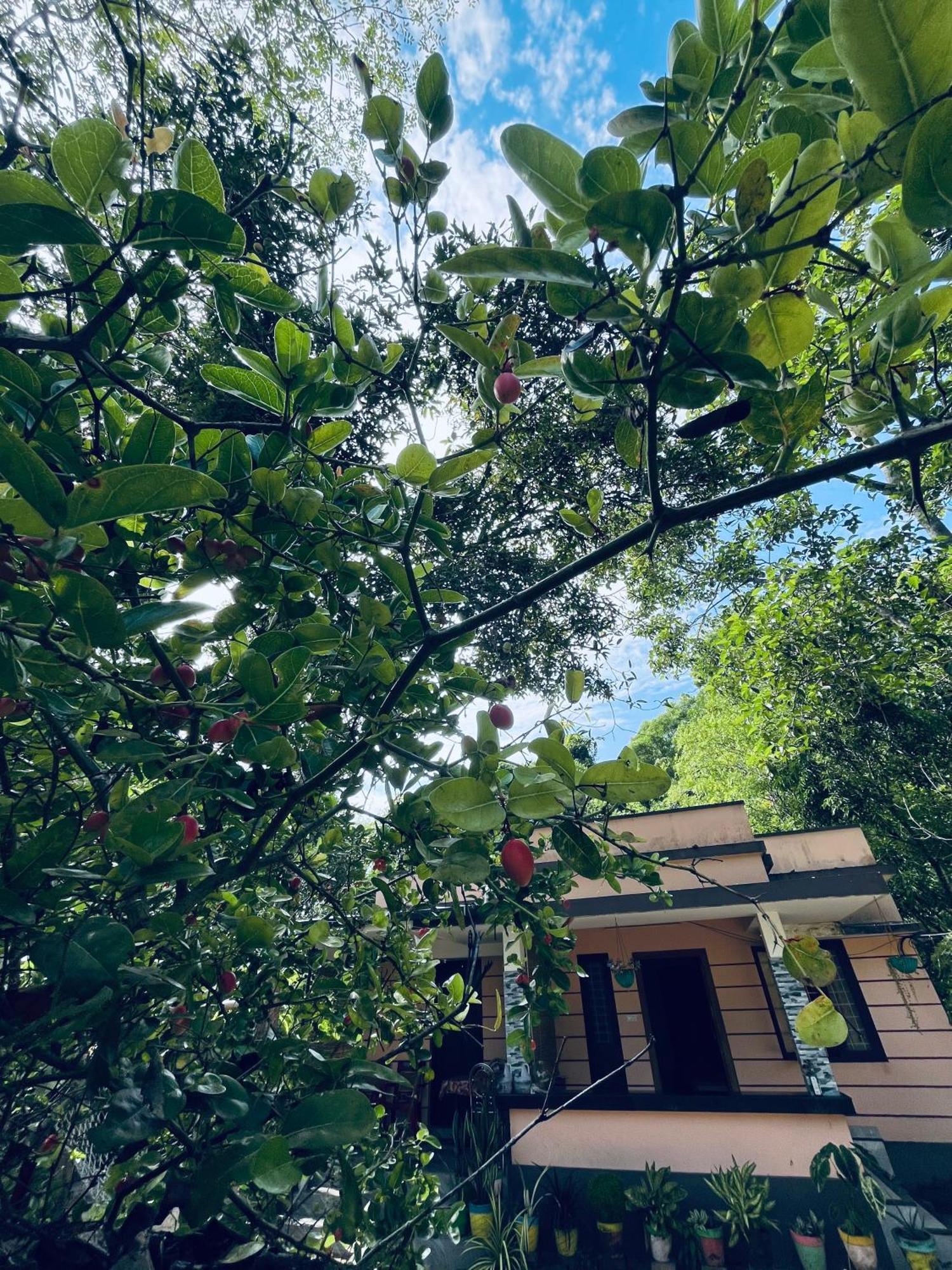 מאראריקולם Marari Kallyani Beach Homestay מראה חיצוני תמונה